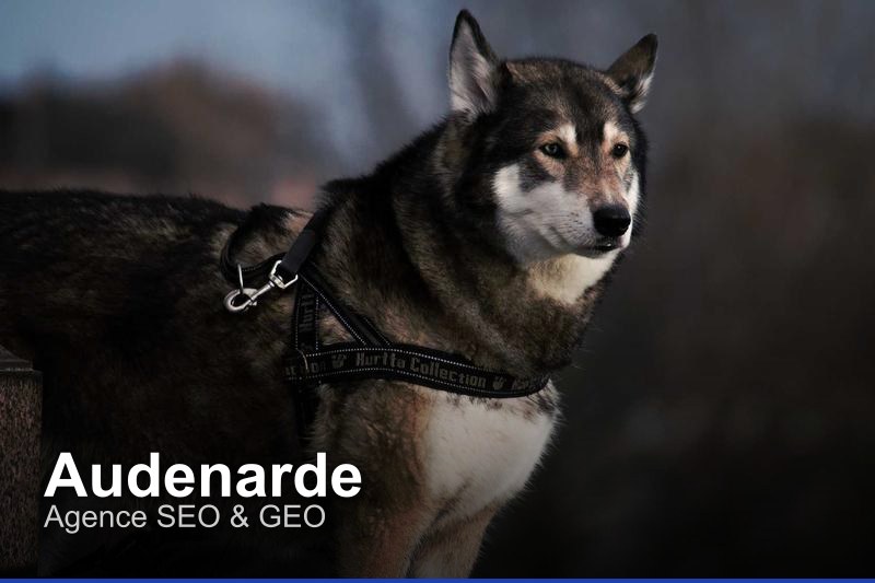 Agence SEO & GEO à Audenarde, Belgique - Trouvez un professionnel